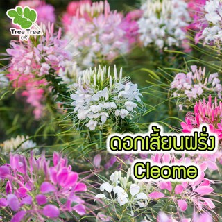 Local ฟาร์มสุข 🌼 เมล็ดดอกไม้  🌸 ดอกเสี้ยนฝรั่ง Cleome (คละสี) เมล็ดพันธุ์ดอกไม้ 100 เมล็ด