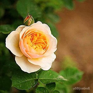 ถูก ใหม่ สายพันธุ์1แพ็ค 1แพ็ค (ปลูกง่าย) พันธุ์ กุหลาบ Juliet Rose Seeds ดอกใหญ่ ดอกหอม นำเข้าจากต่างประเทศ พร้อมคู่ม 1J