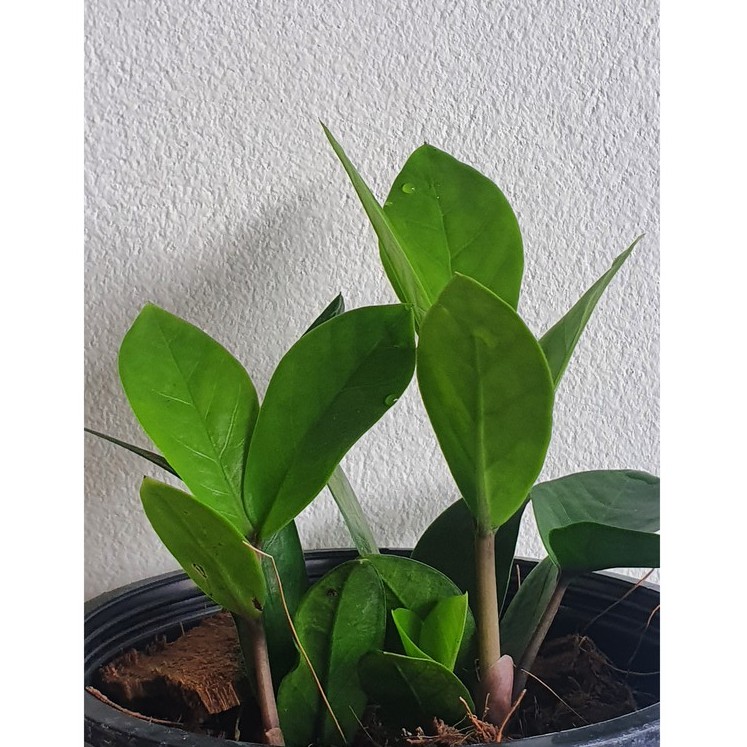 มุมมอง 4