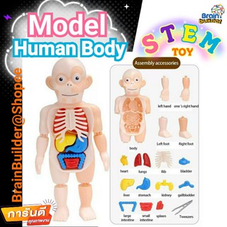 Human Body Model, My First Anatomy ชวนลูกเรียนรู้อวัยวะในร่างกาย ปั้นทักษะหมอให้ลูกรัก