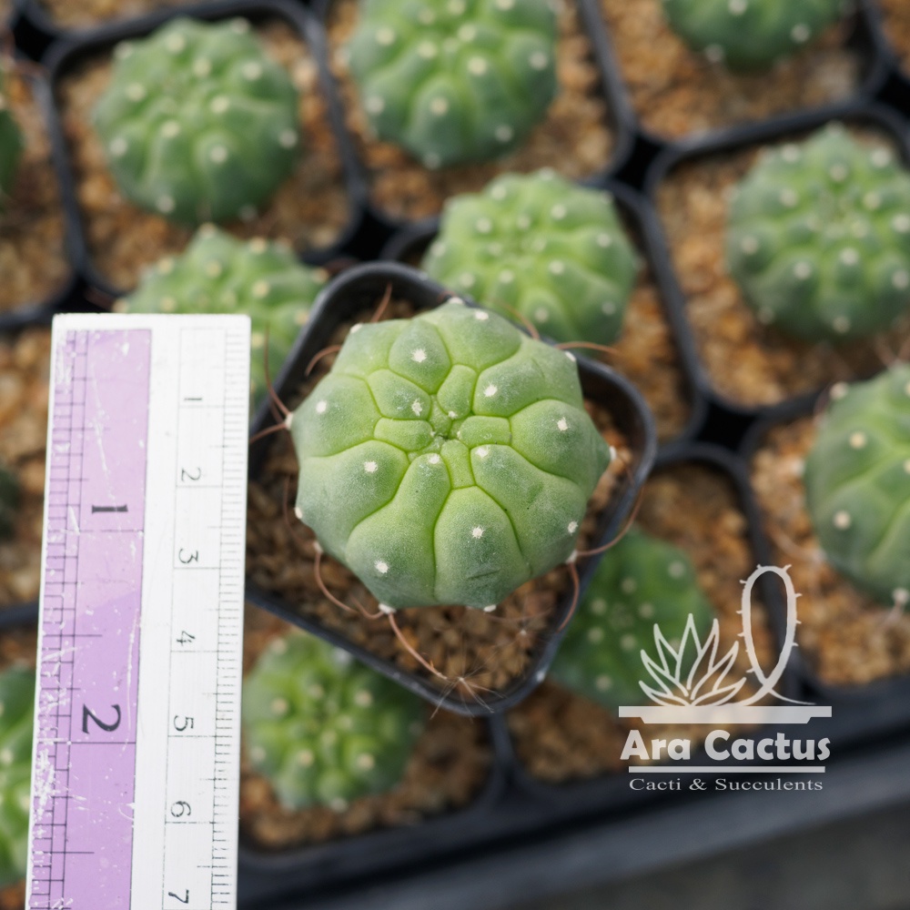 สวนขายเอง! มาตูคาน่า ไม้เมล็ด Matucana madisoniorum รูปที่ 3