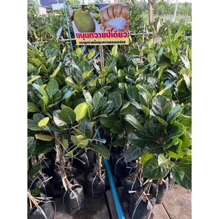 ต้นขนุนทวายปีเดียวปลูก1ปีได้ลูก❗️มีให้เลือก3ขนาด❗️กิ่งทาบขนาด80-100cn รับประกันสายพันธุ์แท้
