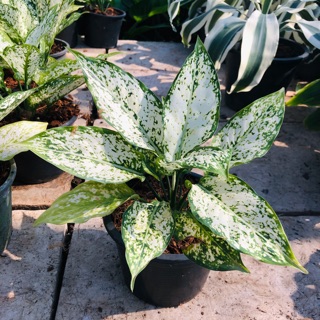 ต้นเพชรน้ำหนึ่ง ไม้ประดับ ไม้มงคล (Aglaonema sp.) Chinese Evergreen ขนาด 6 นิ้ว