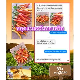 ชุดป้องกันและกำจัดแมลงวันทอง #ออร์ก้าแวกซ์ + #เฮอเบิลฟรุทฟราย ตัดวงจรชีวิต หมดสิทธิ์วางไข่ ปลอดภัยต่อผลผลิต
