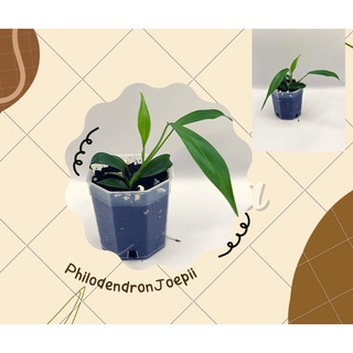 💥โจปิอาย 2กระถาง(Philodendron Joepii)