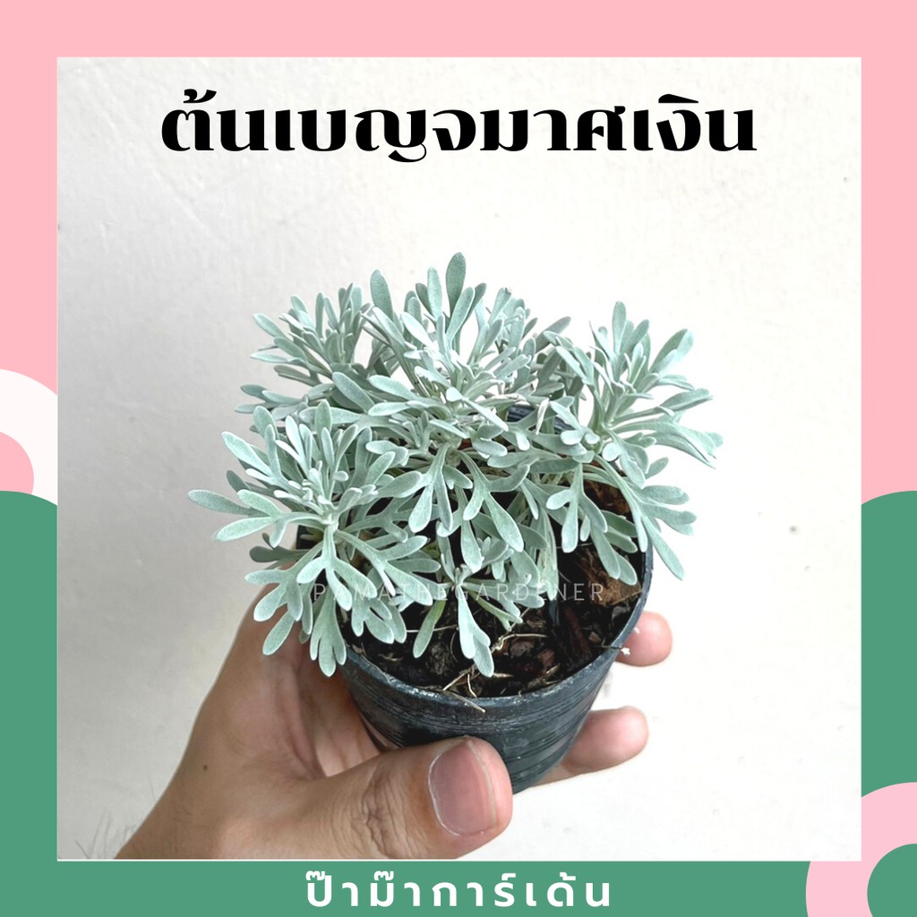 มุมมอง 2