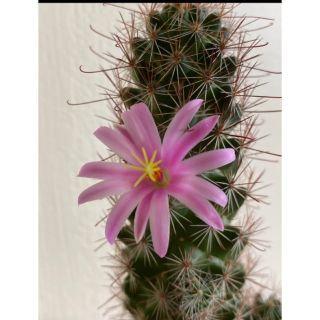 mammillaria beneckei (cactus) แมมหนามตะขอ ดอกสีชมพู