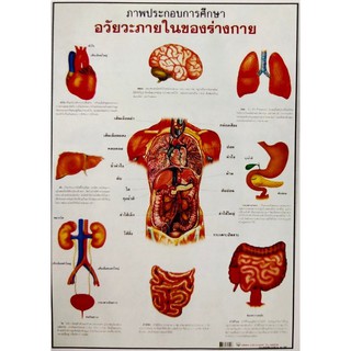 โปสเตอร์เรื่องอวัยวะภายในของร่างกาย โปสเตอร์ภาพประกอบการศึกษา โปสเตอร์สื่อการเรียนรู้ AJ1001