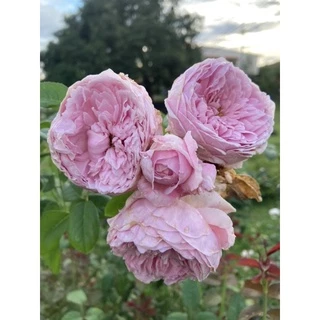กุหลาบเลื้อยสปิริตออฟฟรีดอม ถุงละ 150 บาท ส่งยกต้นพร้อมดอกจ้า🌹🌱🎉