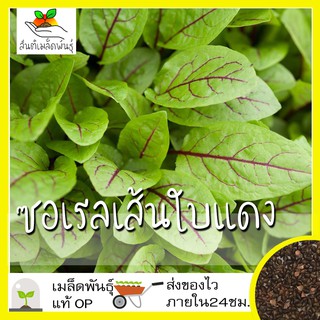 เมล็ดพันธุ์ ซอเรลเส้นใบแดงมล็ด Red Veined Sorrel Seed เมล็ดพันธุ์แท้ นำเข้าจา50 เมล็ด (ไม่ใช่พืชที่มีชีวิต)