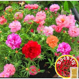 [50Biji] Benih Bunga Ros Jepun Seeds Seeds Portulaca Sun Daze เมล็ดกุหลาบ Jepun หลายเม็ด 610X