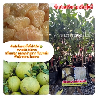 ต้นส้มโอขาวน้ำผึ้งไร้เม็ด🍐ขนาด60-100cm พร้อมปลูก ออกลูกง่ายมาก รับประกันพันธุ์จากสวนโดยตรง