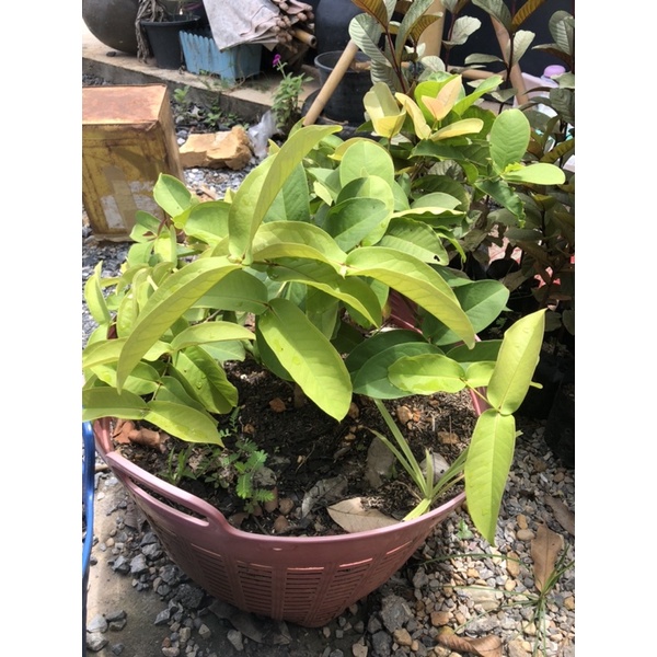 ชมพู่พลาสติกสีแดงตอนกิ่ง สีแดง หรือ สีขาว - รูปที่ 4