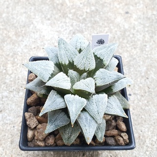 พร้อมส่ง!!ฮาโวเทีย Haworthia pygmaea Toku Keba จัดส่งแบบล้างราก