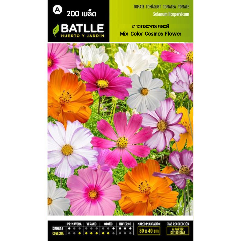 เมล็ด ดาวกระจายคละสี - Mix Color Cosmos Flower