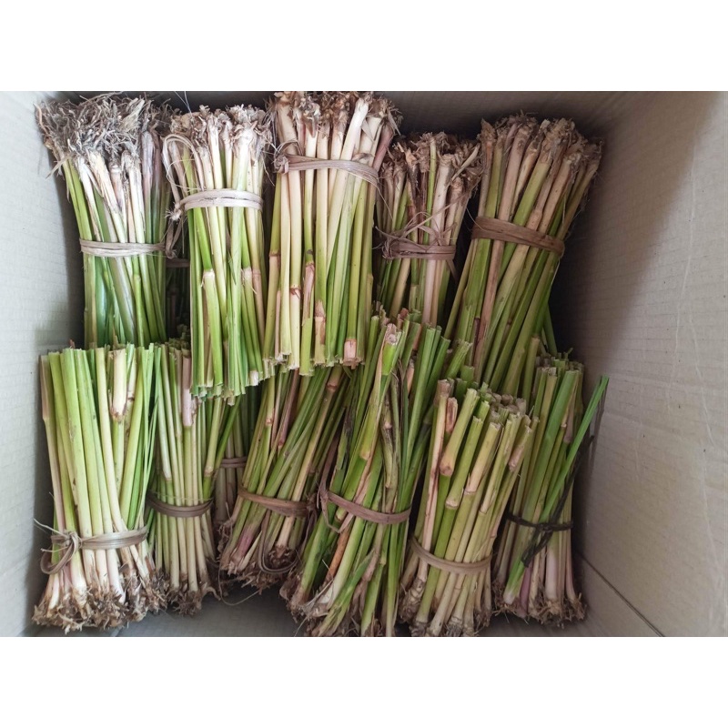 หญ้าแฝกพระราชทาน 500 ต้น แฝกลุ่มรากยาว ทนแล้งทนน้ำท่วม