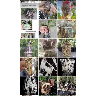ของแท้ เจลเร่งราก Amazing Gro ขวดใหญ่150ml เข้มข้นได้ผลจริง น้ำยาเร่งราก Rooting gel เร่งราก