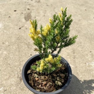 มุมมอง 5