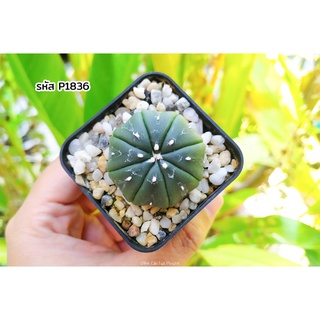 ไม้เมล็ด แอสโตรไฟตัม (Astrophytum asterias cv. nudum) แคคตัส