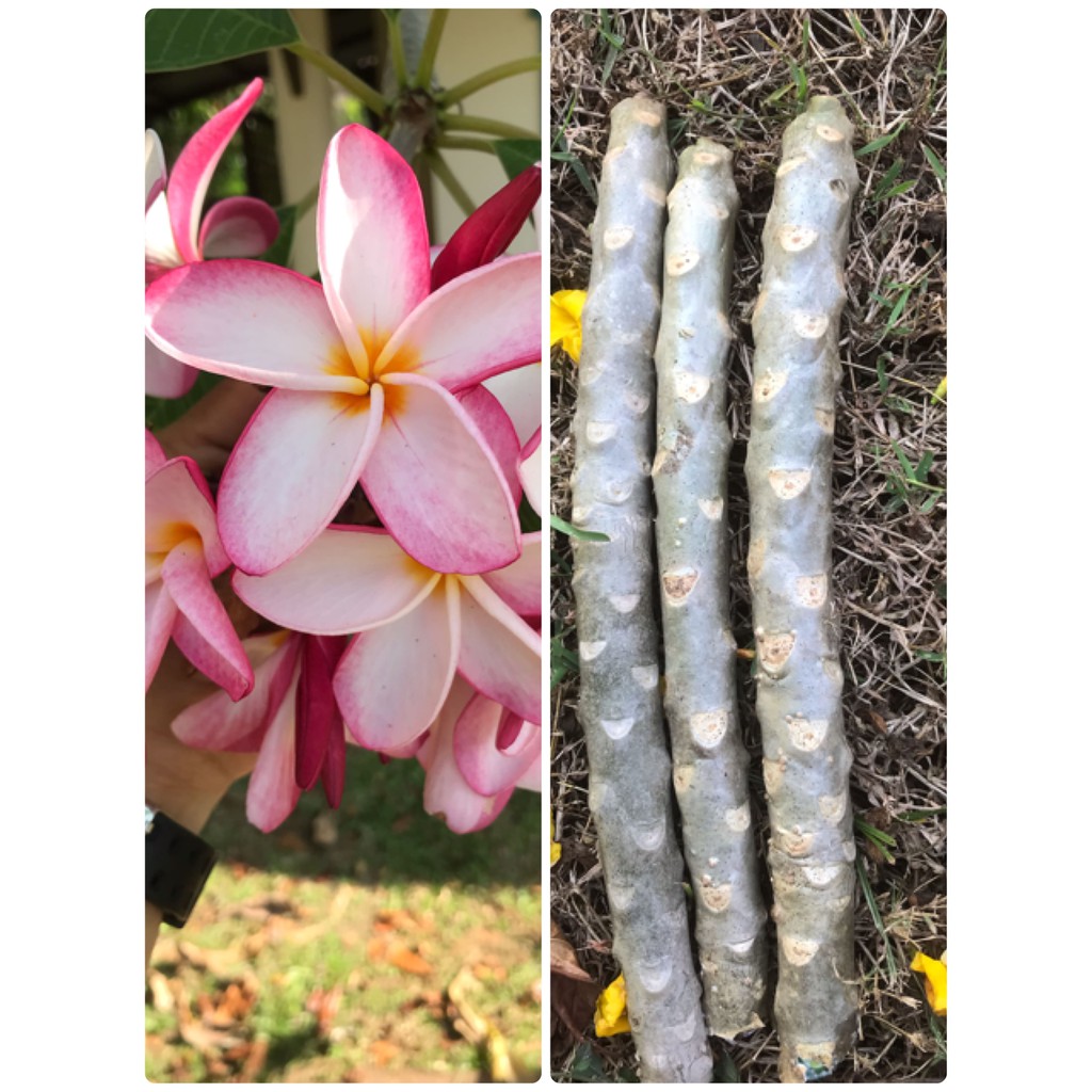 กิ่งพันธ์ลีลาวดีสีขาวขอบชมพู3กิ่ง40มีกลิ่นหอมอ่อนๆดอกใหญ่ลีลาวดีหรือลั่นทมสายพันธ์ชมพูนุชดอกดก