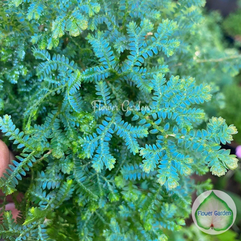 F170 เฟิร์นกนกนารี “สีฟ้า” กระถาง 4 นิ้ว ส่งทั้งกระถาง ไม้ฟอกอากาศ แต่งสวนถาด เฟิร์นสีฟ้า