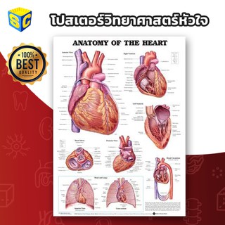 โปสเตอร์วิทยาศาสตร์ ระบบหัวใจ The Anatomy of Heart Chart