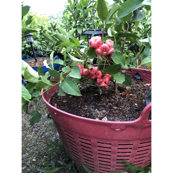 ชมพู่พลาสติกสีแดงตอนกิ่ง สีแดง หรือ สีขาว - รูปที่ 3