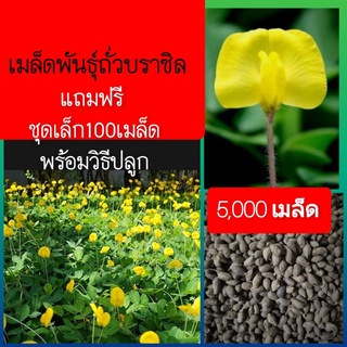 เมล็ดพันธุ์ถั่วบราซิล(🌱บรรจุ 5,000 เมล็ดแถมฟรี 100 เมล็ด🌱)ปลูกประดับสวยงาม พืชคลุมดิน สนามหญ้า จัดสวน