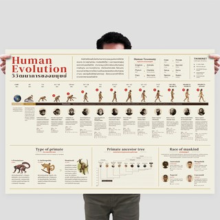 โปสเตอร์วิวัฒนาการของมนุษย์ Human Evolution