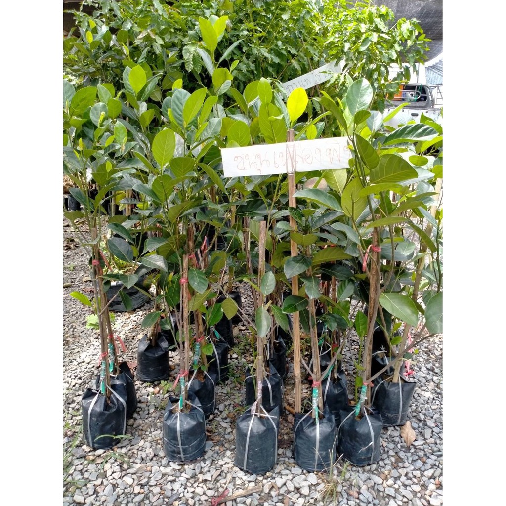 ต้นขนุนเหลืองพิชัย แบบทาบกิ่ง สูงไม่เกิน 80 ซม พร้อมส่งคะ 🌱👍