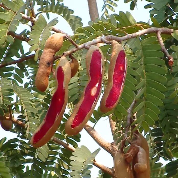 ต้นมะขาม มะขามแดง ( Tamarind ) พันธุ์ เนื้อแดง ทาบกิ่ง แท้100% พร้อมส่ง ปลูกได้เลย ต้นแข็งแรง ไม้ผล สร้างรายได้