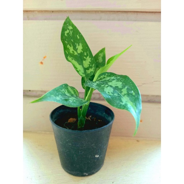 ต้นมหาเศรษฐี/ ต้นกวักทรัพย์/ ต้นคาลันโช่ ต้นไม้มงคล ช่วยฟอกอากาศ - รูปที่ 3