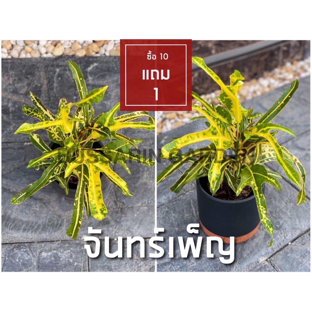ต้นโกสนพันธุ์ จันทร์เพ็ญ ไซส์เล็ก กระถาง 5" สูง 15-20 เซนติเมตร ซื้อ 10 แถม 1  (จัดส่งแบบถอดกระถาง+รับประกันสินค้า)