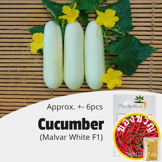 [Plantfilled] ผสมแตงกวาMalvar White F1เมล็ด-ผัก (6เมล็ด) หมวก/มะละกอ/บ้านและสวน/กางเกง/สร้อยข้อมือ/พาสต้า/เด็ก/กุหลาบ/เส