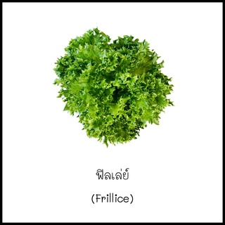 เมล็ดฟิลเลย์ ((Frillice) 20 เมล็ด [10 แถม 1 คละได้]