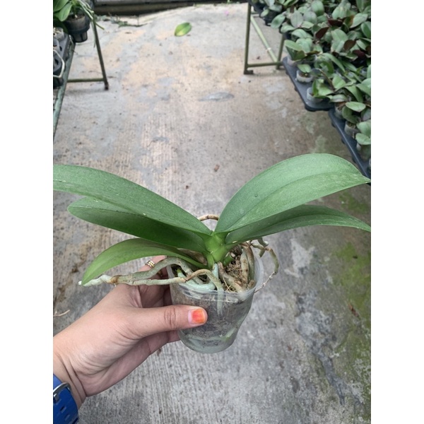 (3-6POTS) Orkid Phalaenopsis Butterfly Matang Pot 2.5