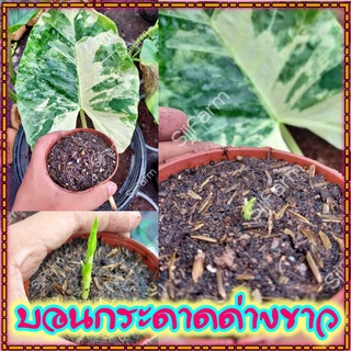 ใหม่!!Alocasia macrorrhizos ชิ้นตา-ไข่บอนกระดาดด่างขาว รื้อจากต้นแม่ด่างแท้ จัดส่งพร้อมกระถาง