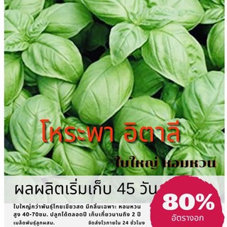 เมล็ดพันธุ์ โหระพาอิตาลี(ใบใหญ่) 50 เมล็ด โหระพาบราซิล โหระพา Sweet Basil ✅ราคาถูก🪴ปลูกง่าย🔥ซื้อ10แถม1 คละได้🔥