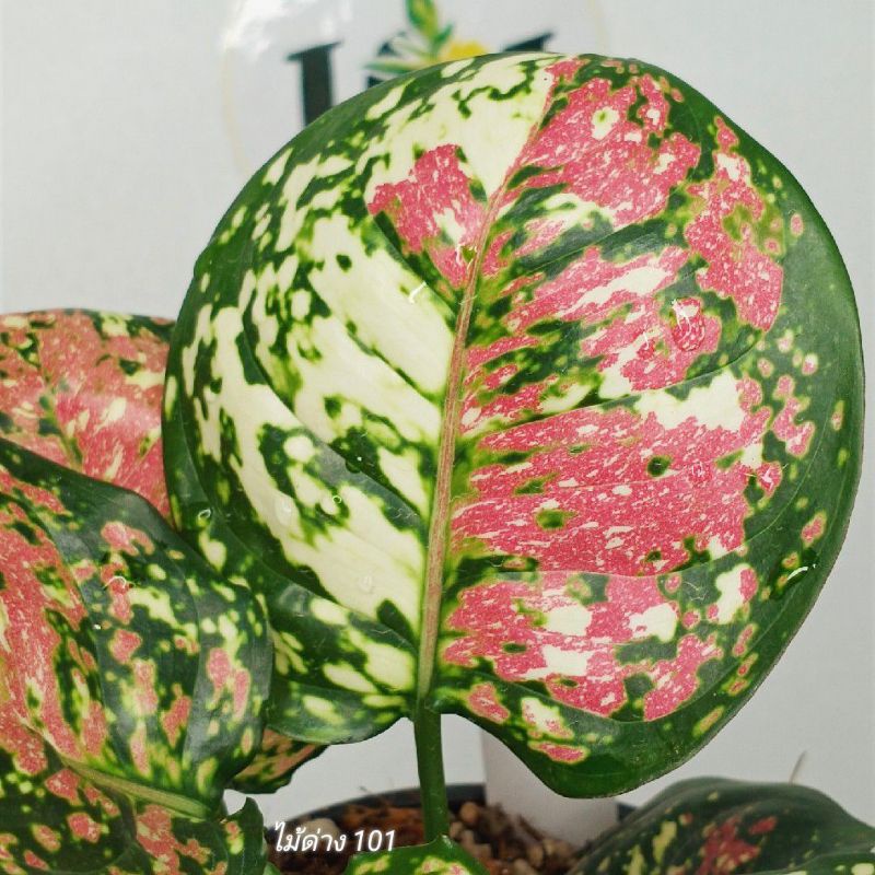 อโกลนีมา ไตรคัลเลอร์ (อัญมณีสามสี) 💎 Aglaonema Sp. Tricolor Anyamanee
