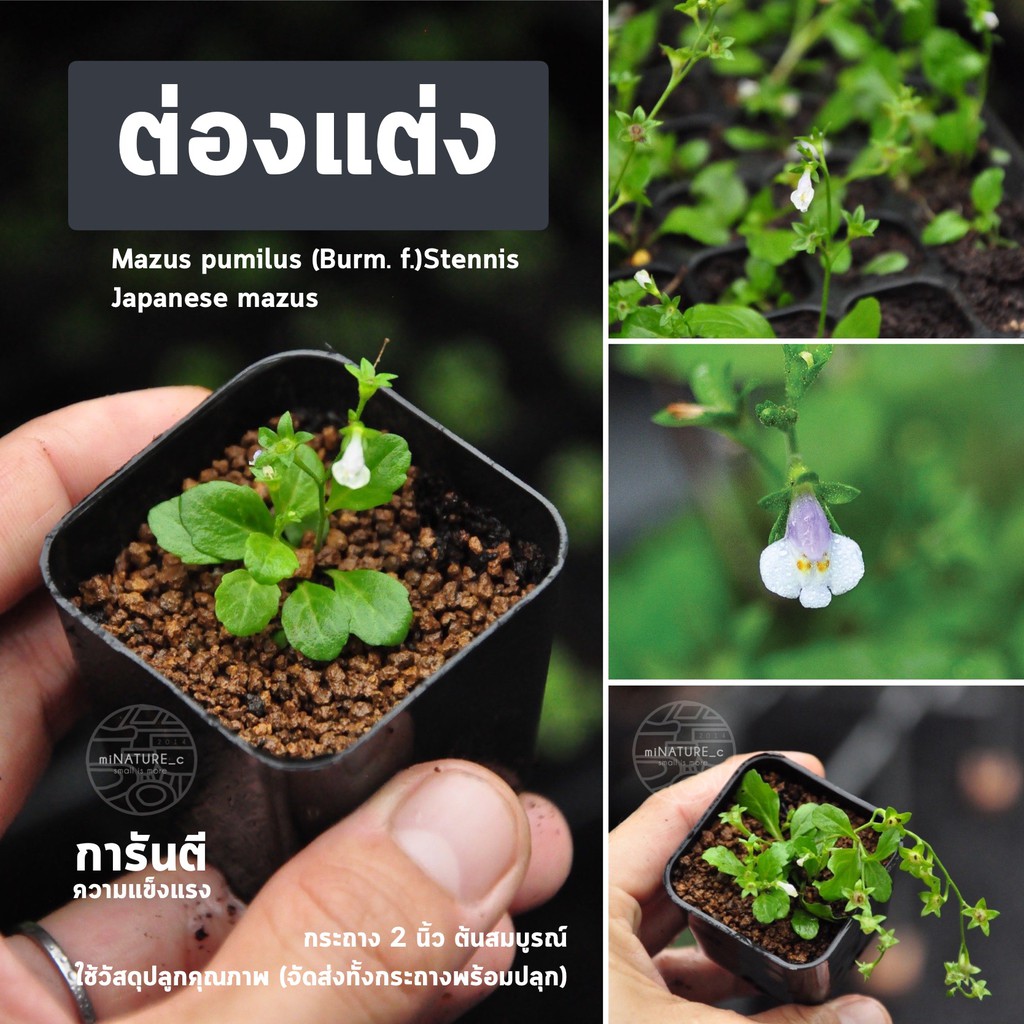 ต้นไม้ บอนไซ หญ้าต่องแต่ง หญ้าดอกญี่ปุ่น บอนไซจิ๋ว กระถางพลาสติก2นิ้ว