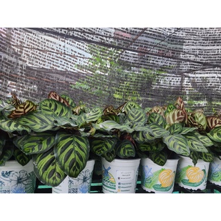 คล้าแววมยุรา Calathea Makoyana ต้นว่านนกเขา ไม้มงคล Calathea makoyana E.Morren จัดส่งพร้อมกระถางชำ6นิ้ว