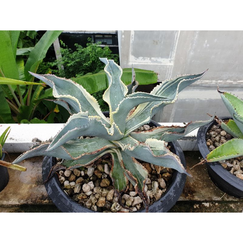 หน่ออากาเว่ Agave gypsophila 'Ivory Curls'