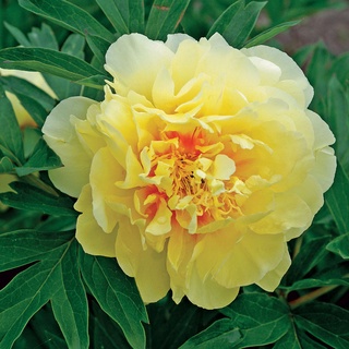 20 เมล็ด เมล็ดโบตั๋น ดอกโบตั๋น ดอกพีโอนี (Peony) สีเหลือง Yellow Peony