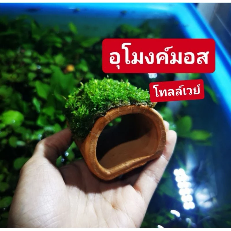 สร้างความเป็นธรรมชาติให้ตู้ แต่งตู้ปลา thumbnail 4