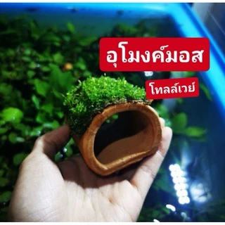 สร้างความเป็นธรรมชาติให้ตู้ แต่งตู้ปลา