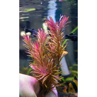 ต้นไม้น้ำ โรทาล่า ทับทิม/พิงค์ Rotala rotundifolia