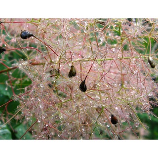 เมล็ดพันธุ์ บอนไซ สโม๊ค บุช Cotinus coggygria European smoketree 10 เมล็ด เมล็ดพันธุ์นำเข้าจาก ยุโรป อัตราการงอก 90 %