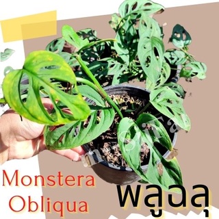 1 ต้น พลูฉลุ Monstera obliqua ต้นไม้ในร่ม ต้นไม้ฟอกอากาศ  ไม้มงคล จัดส่งพร้อมกระถาง 1-3 วันได้รับ