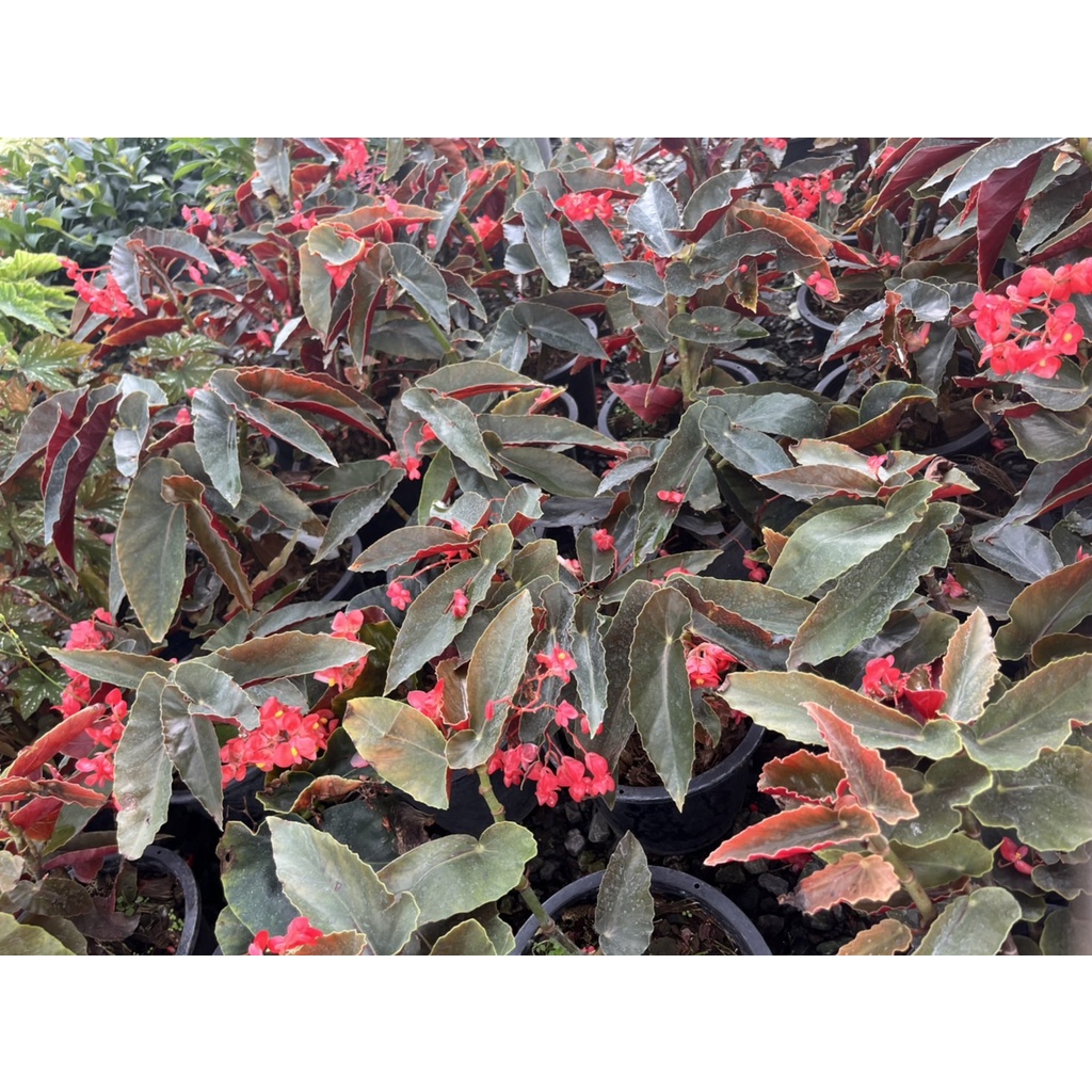 มุมมอง 3