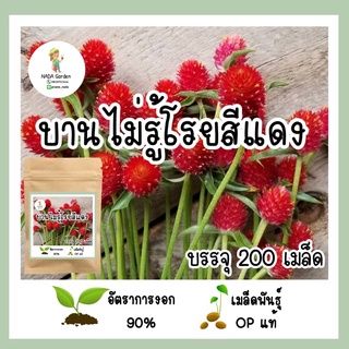 เพิ่มปริมาณสุดคุ้ม!! เมล็ดพันธุ์ บานไม่รู้โรยสีแดง 200 เมล็ด เมล็ดพันธุ์OPแท้ อัตราการงอกสูง 🌱